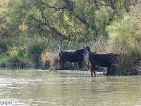 Camargue - Le Petit Rhône  Taureaux