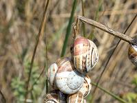 Camargue  Réunion d'escargots au sommet ...