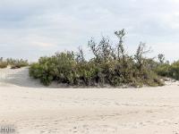 Littoral  Bosquet de tamaris