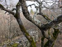 Chapelle Sainte Madeleine (XIIe)  Muret au Nord 2/2 (photo mars 2018)