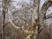 Chapelle Sainte Madeleine (XIIe)  Chêne blanc aux abords de la chapelle au Nord (photo mars 2018)