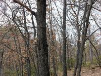 Chapelle Sainte Madeleine (XIIe)  Sous bois  (photo mars 2018)