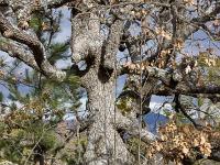 Chapelle Sainte Madeleine (XIIe)  Quelle élégance n'est ce pas ? ... (photo mars 2018)