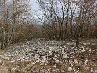 Chapelle Sainte Madeleine (XIIe)  Vue sur le sous bois aux aux abords de la chapelle et les vestiges du prieuré (photo mars 2018)