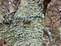 Chapelle Sainte Madeleine (XIIe)  Lichen Sur un chêne blanc (photo mars 2018)