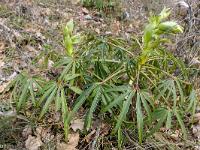 Chapelle Sainte Madeleine (XIIe)  Hellébore Fétide 1/2 (photo mars 2018)