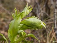 Chapelle Sainte Madeleine (XIIe)  Hellébore Fétide 2/2 (photo mars 2018)