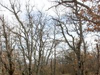 Chapelle Sainte Madeleine (XIIe)  Chemin près de la chapelle (photo mars 2018)