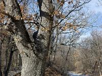 Chapelle Sainte Madeleine (XIIe)  Chêne blanc aux abords de la chapelle au Nord/Ouest (photo janvier 2021)