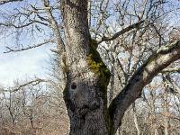Chapelle Sainte Madeleine (XIIe)  Curieux non ?! (photo janvier 2021)