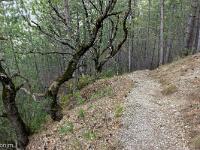 Chapelle Saint-Pons - XIIe  Vue sur le sentier et la forêt (sens inverse de la marche)