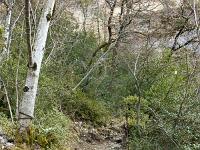 Chapelle Saint-Pons - XIIe  Autre vue sur le sentier