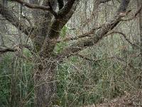 Chapelle Saint-Pons - XIIe  Un magnifique chêne blanc ...