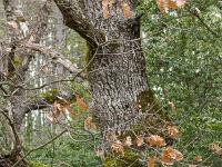 Chapelle Saint-Pons - XIIe  Un autre chêne blanc de toute beauté
