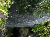 Chapelle Saint-Pons - XIIe  Toile d'araignée dans des lichens
