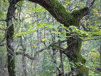 Chapelle Saint-Pons - XIIe  En sous-bois