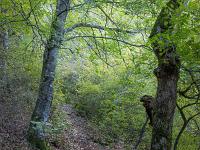 Chapelle Saint-Pons - XIIe  Le sentier en sous-bois