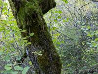 Chapelle Saint-Pons - XIIe  En sous-bois