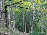 Chapelle Saint-Pons - XIIe  Le sentier en sous-bois
