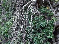 Chapelle Saint-Pons - XIIe  Sur la falaise ...