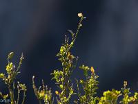 Chapelle Saint-Pons - XIIe  Buis