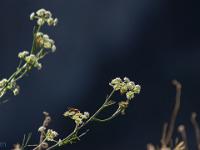 Chapelle Saint-Pons - XIIe  Dernières floraisons