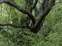 Chapelle Saint-Pons - XIIe  En sous-bois sur le retour vers Valbelle