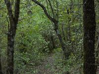Chapelle Saint-Pons - XIIe  En sous-bois sur le retour vers Valbelle