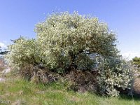 Sisteron : Collet - Virail - Marquise  Magnifique aubépine. L'air autour dégage une suave odeur de miel ...