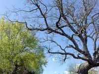 Sisteron : Collet - Virail - Marquise  Vue sur le sentier ...
