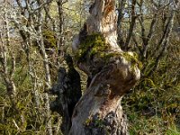 Sisteron : Collet - Virail - Marquise  Tronc dubitatif ! ...