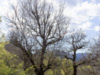 Sisteron : Collet - Virail - Marquise  Le sentier vers le Virail à l'Ouest du Collet ...