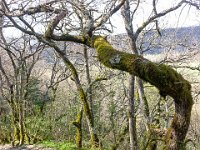 Sisteron : Collet - Virail - Marquise  Le sentier vers le Virail à l'Ouest du Collet ...