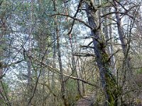 Sisteron : Collet - Virail - Marquise  Le sentier vers le Virail à l'Ouest du Collet ...