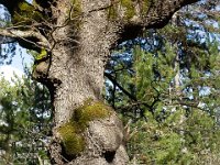 Sisteron : Collet - Virail - Marquise  Chêne pubescent ...