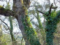 Sisteron : Collet - Virail - Marquise  Chêne pubescent et lierre ...