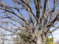 Sisteron : Collet - Virail - Marquise  Chênes pubescents ...