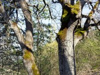 Sisteron : Collet - Virail - Marquise  Chênes pubescents ...
