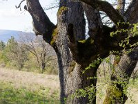Sisteron : Collet - Virail - Marquise  Chênes pubescents ...