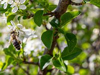 sisteron-collet-fleurs-06-04-26-004  Ca butine ! ...