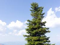 Sur les crêtes de Lure  Fin juillet 2024 - Arbre solitaire en bordure de crête ...