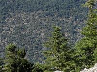 Sur les crêtes de Lure  Fin juillet 2024 - Joli profil n'est-ce pas ? ...