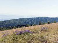 Sur les crêtes de Lure  Fin juillet 2024 - Ici pousse la lavande fine ...