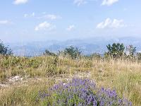Sur les crêtes de Lure  Fin juillet 2024 - Lavande fine en bordure de sentier ...