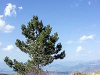 Sur les crêtes de Lure  Fin juillet 2024 - La nature est la plus belle des jardinières ...