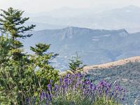 Sur les crêtes de Lure  Fin juillet 2024 - Lavande fine ...