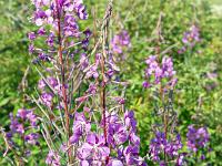 Sur les crêtes de Lure  Fin juillet 2024 - Epilobe ...