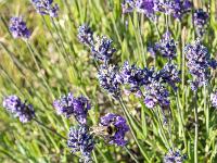 Sur les crêtes de Lure  Fin juillet 2024 - Lavande fine ...