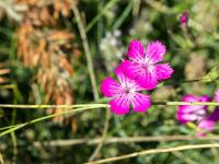 Sur les crêtes de Lure  Fin juillet 2024 - Oeuillet ...