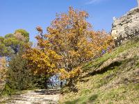 Forcalquier - ND de Provence (1875)  Chemin d'accès à la chapelle, restauré et caladé par Alpes de Lumière